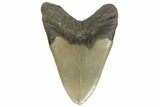 Huge, Fossil Megalodon Tooth - Serrated Blade #188211-1